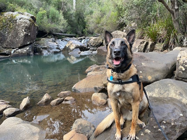 Hollybank Forest Reserve