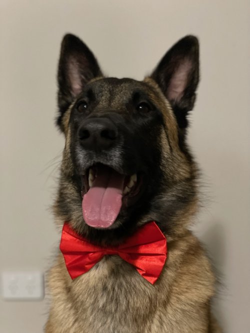 Bow Tie